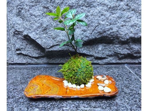 新宿・かわいい苔玉】器で映える☆季節の苔玉づくり♪ 当店人気プラン
