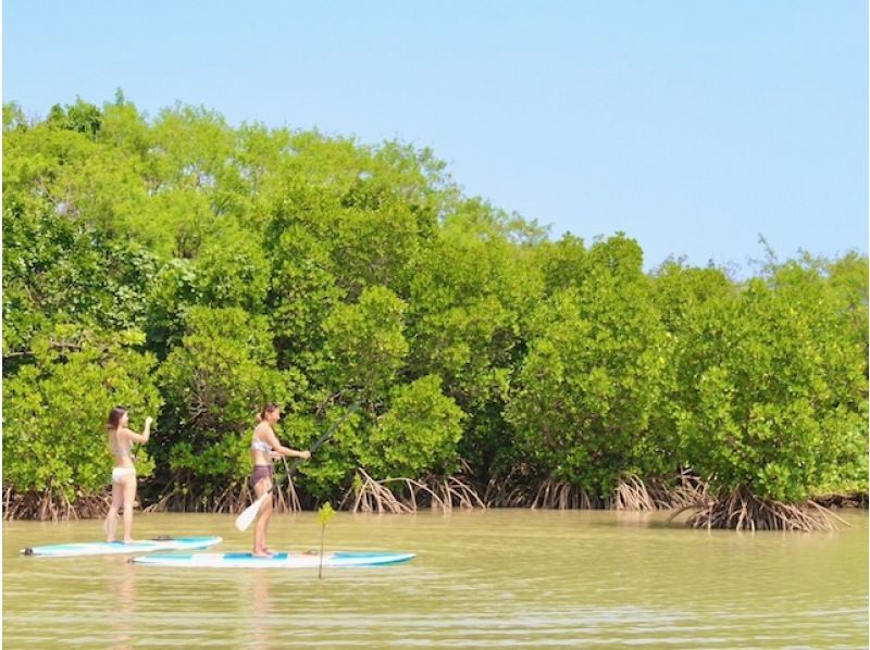 SALE! [Irabu Island/half day] Pick-up service available! Miyako blue and mangroves at the same time! Sea mangrove SUP/canoe tour!の紹介画像