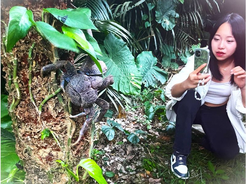 【沖縄・石垣島】星空☆ナイトサファリ【グループ貸切プラン】【送迎付】【幼児参加OK】【1～８名】の紹介画像