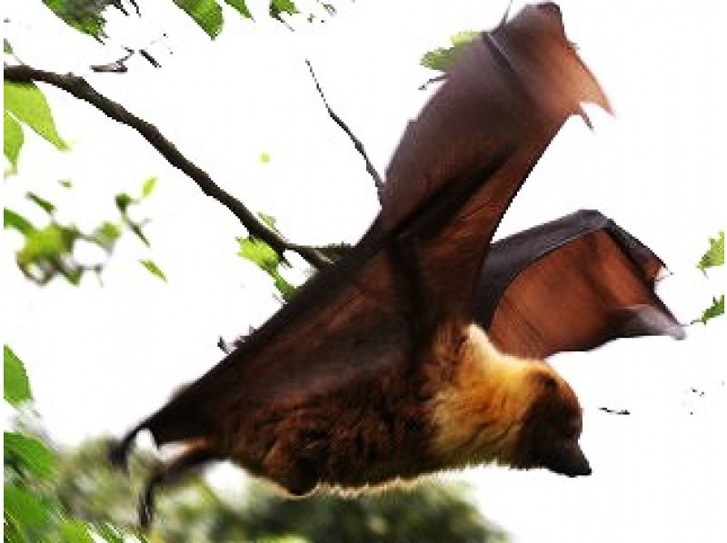 【沖縄・石垣島】星空☆ナイトサファリ【グループ貸切プラン】【送迎付】【幼児参加OK】【1～８名】の紹介画像