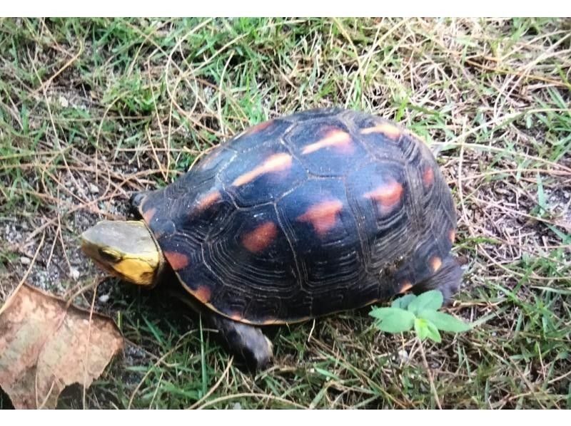 【沖縄・石垣島】星空☆ナイトサファリ【グループ貸切プラン】【送迎付】【幼児参加OK】【1～８名】の紹介画像