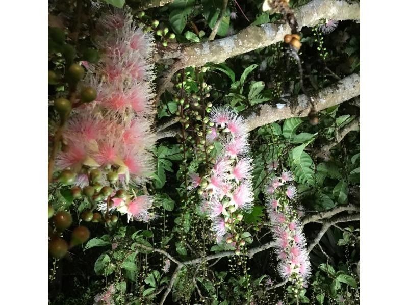 【沖縄・石垣島】星空☆ナイトサファリ【グループ貸切プラン】【送迎付】【幼児参加OK】【1～８名】の紹介画像