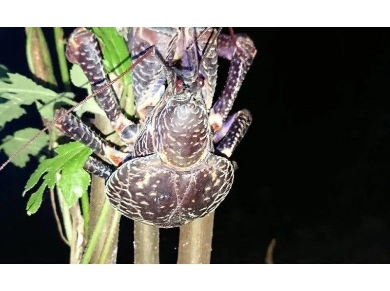 【沖縄・石垣島】星空☆ナイトサファリ【グループ貸切プラン】【送迎付】【幼児参加OK】【1～８名】の紹介画像