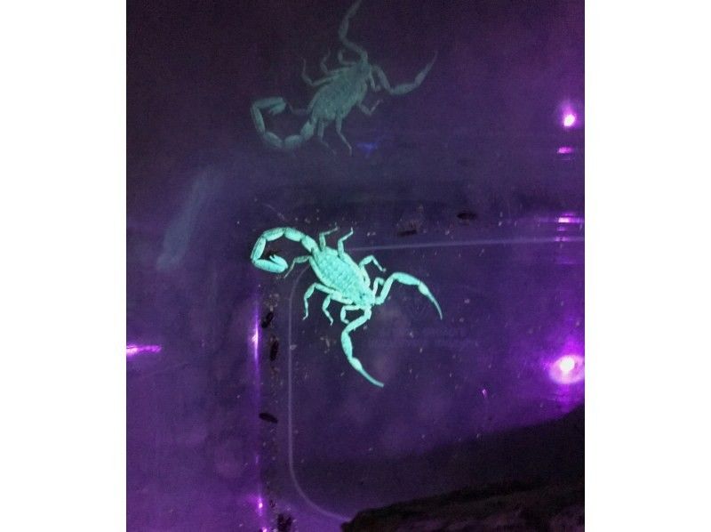 【沖縄・石垣島】星空☆ナイトサファリ【グループ貸切プラン】【送迎付】【幼児参加OK】【1～８名】の紹介画像