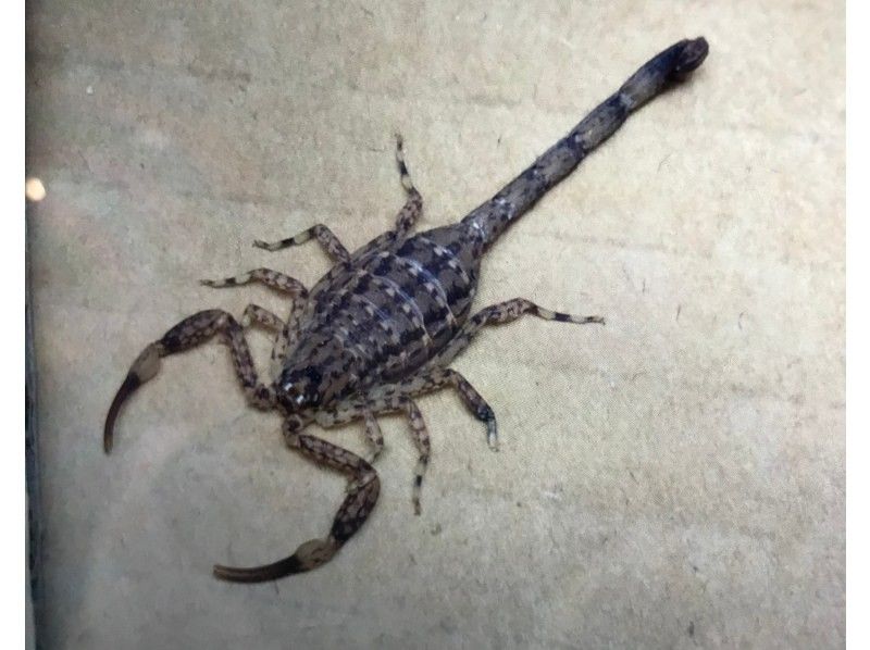 【沖縄・石垣島】星空☆ナイトサファリ【グループ貸切プラン】【送迎付】【幼児参加OK】【1～８名】の紹介画像