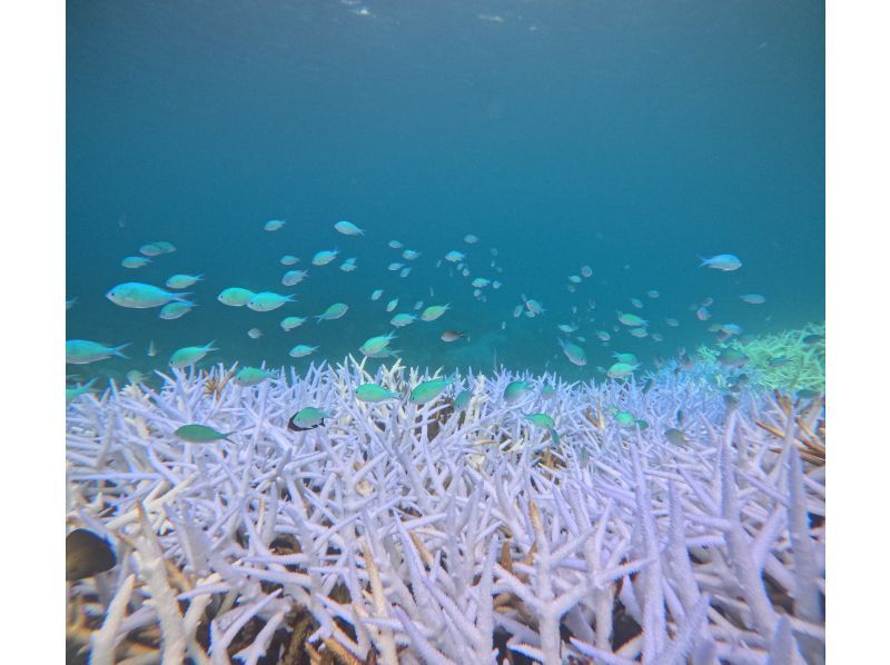 【奄美大島】【当日予約OK！】海からしか行けない⁈コウトリ浜　半日プラン！【シュノーケル・SUP・カヤック】撮影データプレゼント！の紹介画像