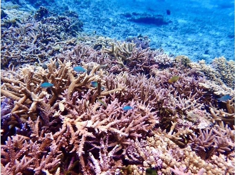 【奄美大島】【当日予約可】海からしか行けないコウトリ浜！半日プラン！撮影データプレゼント！の紹介画像