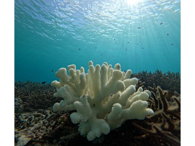 SALE！【奄美大島】【当日予約OK！】海からしか行けない⁈コウトリ浜　半日プラン！【シュノーケル・SUP・カヤック】撮影データプレゼント！の紹介画像