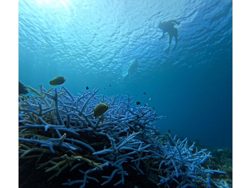 【奄美大島】【当日予約OK！】海からしか行けない⁈コウトリ浜　半日プラン！【シュノーケル・SUP・カヤック】撮影データプレゼント！の紹介画像