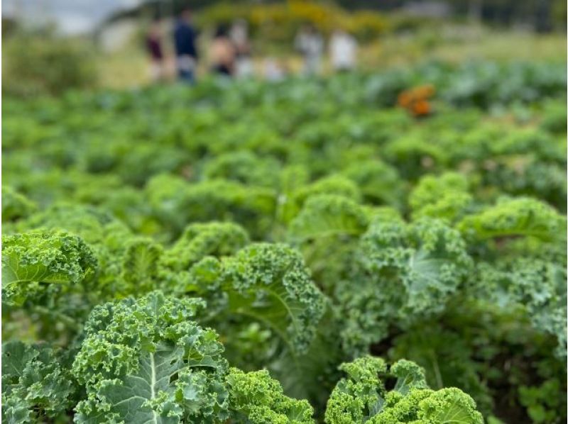 [Chiba, Sotobo] Agricultural experience in Satoyama and natural lunch at a farm restaurant! ~ Experience agriculture in Satoyama and enjoy a lunch full of vegetables after the experience ~の紹介画像