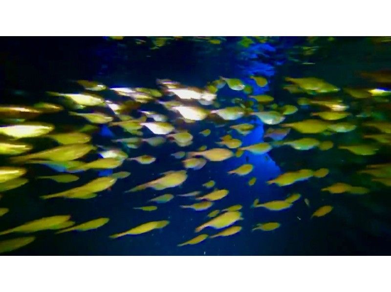 [โอกินาว่าถ้ำสีฟ้า] ทัวร์ดำน้ำตื้น/ ถ่ายรูปและวิดีโอ Gopro ฟรี! สัมผัสประสบการณ์ให้อาหารปลาฟรี!の紹介画像