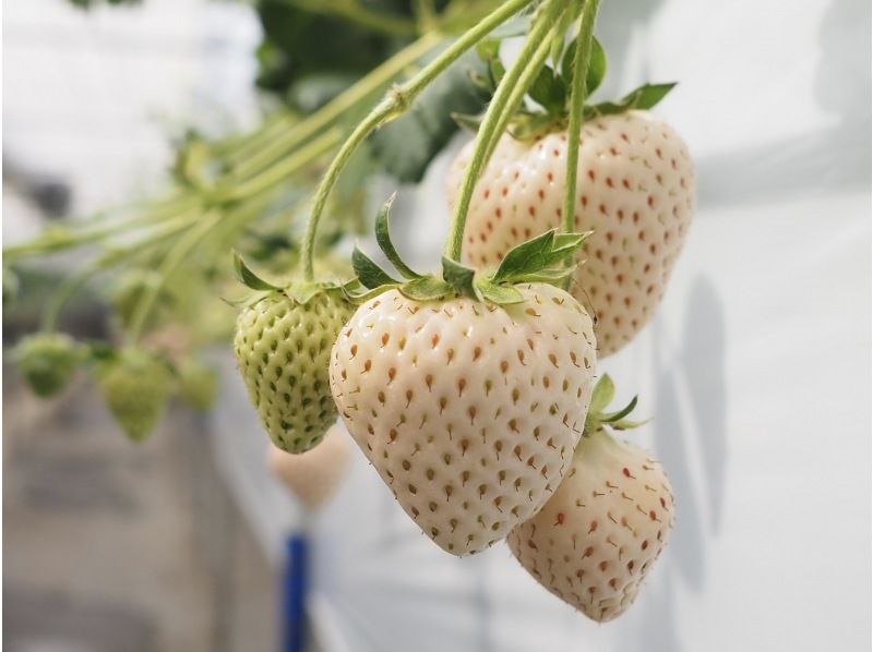 [Nagano/Karuizawa] Complete course: High-grade strawberry picking ★ All 8 varieties confirmed × 60 minutes × Free refills of condensed milk × Comes with a souvenir of the strawberries you picked yourself ♪の紹介画像