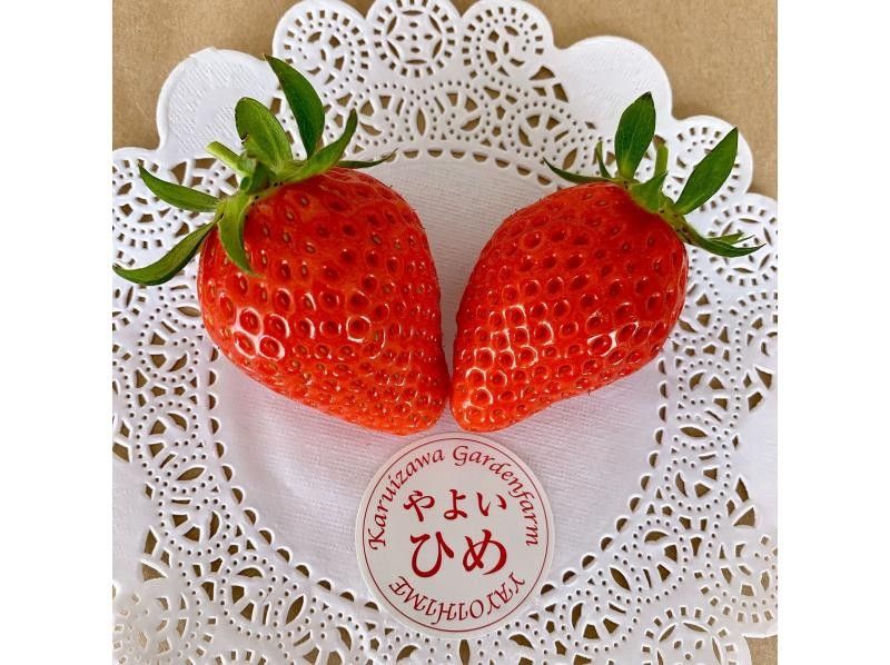 [Nagano/Karuizawa] Complete course: High-grade strawberry picking ★ All 8 varieties confirmed × 60 minutes × Free refills of condensed milk × Comes with a souvenir of the strawberries you picked yourself ♪の紹介画像