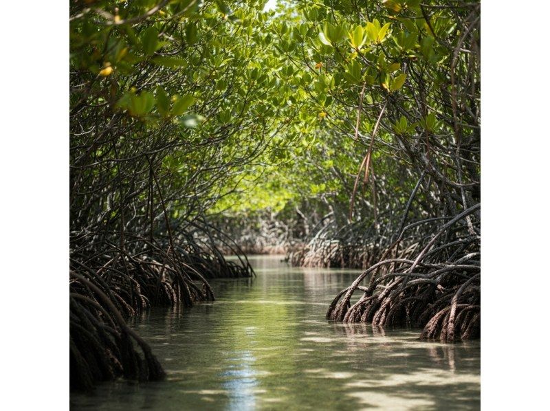 [Ishigaki Island Limited Course] Yaima Village Squirrel Monkey & Nagra Ampar Mangrove Tunnel, SUP or Kayak Free photography, pick-up and drop-off, and admission! Same-day reservations OK YSKの紹介画像