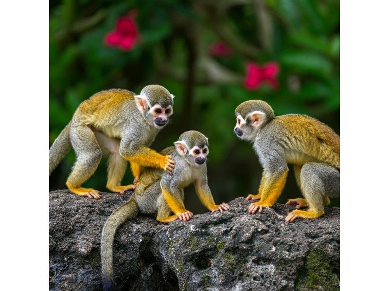 [Ishigaki Island Limited Course] Yaima Village Squirrel Monkey & Nagra Ampar Mangrove Tunnel, SUP or Kayak Free photography, pick-up and drop-off, and admission! Same-day reservations OK YSKの紹介画像