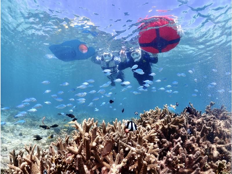 【오키나와 미야코지마】《도 정평》 조우 고확률! 즐겁게 바다 거북을 만날 수있는 스노클 투어 ★ <고화질 데이터 무료>の紹介画像