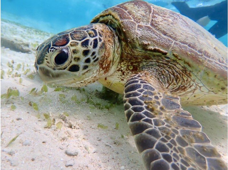 【沖縄・宮古島】平日限定！ウミガメ遭遇率100％継続中！シュノーケリング〜女性・ファミリー・カップル・子供にも〈写真データ無料プレゼント〉の紹介画像