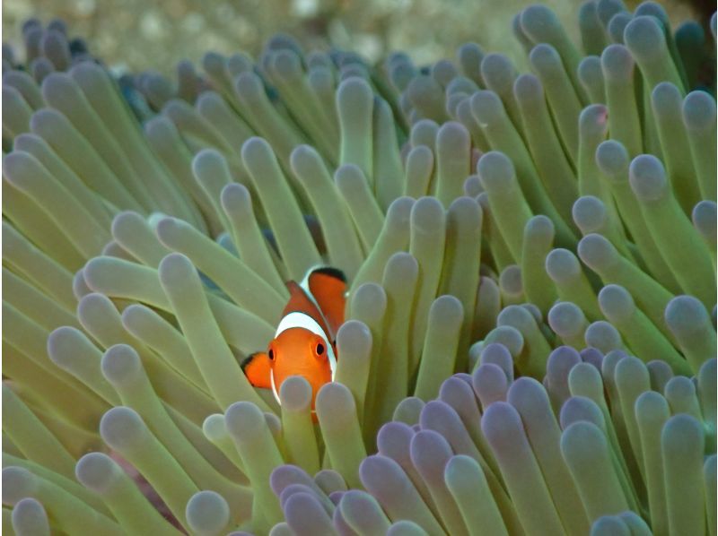 【北谷】体験1本ダイビング❤️当日⭕️手ぶらで参加⭕️インストラクター貸切❤️タオルサンダル餌付け無料❗️プロカメラで撮影写真動画も無料❤️の紹介画像