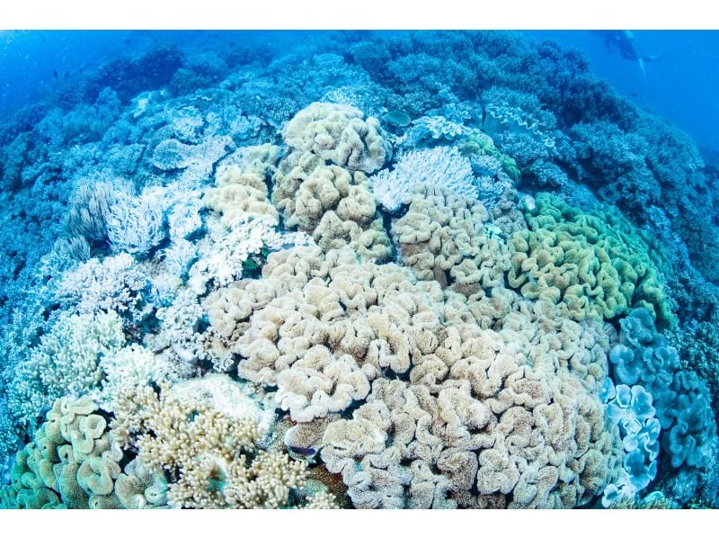 【北谷】体験1本ダイビング❤️当日⭕️手ぶらで参加⭕️インストラクター貸切❤️タオルサンダル餌付け無料❗️プロカメラで撮影写真動画も無料❤️の紹介画像