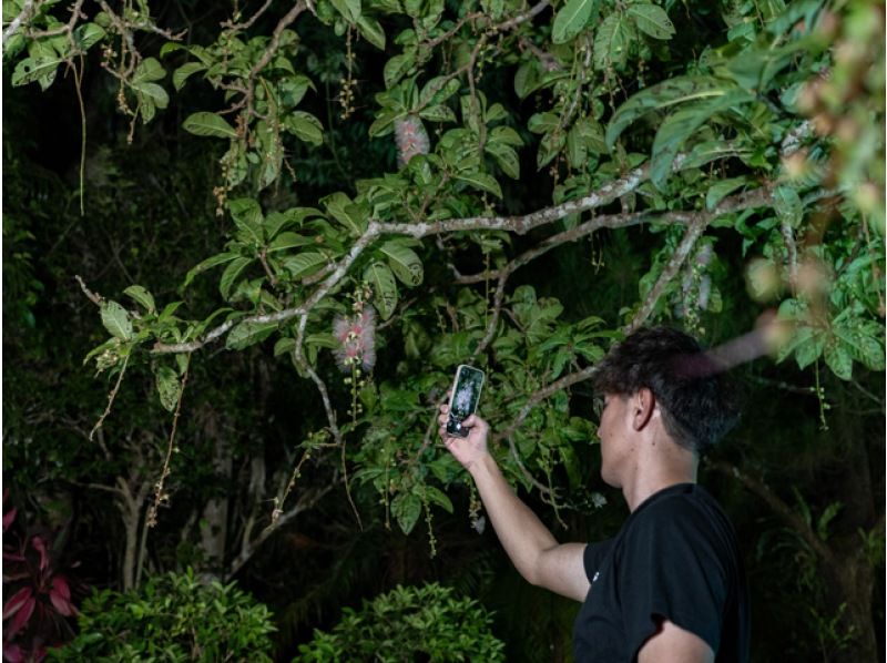 [Ishigaki Island/Night] Tour to see the mystical "one-night flower" Sagaribana (Barringtonia arborescens) that withers overnight [April to August only] ★Applications accepted on the day★の紹介画像