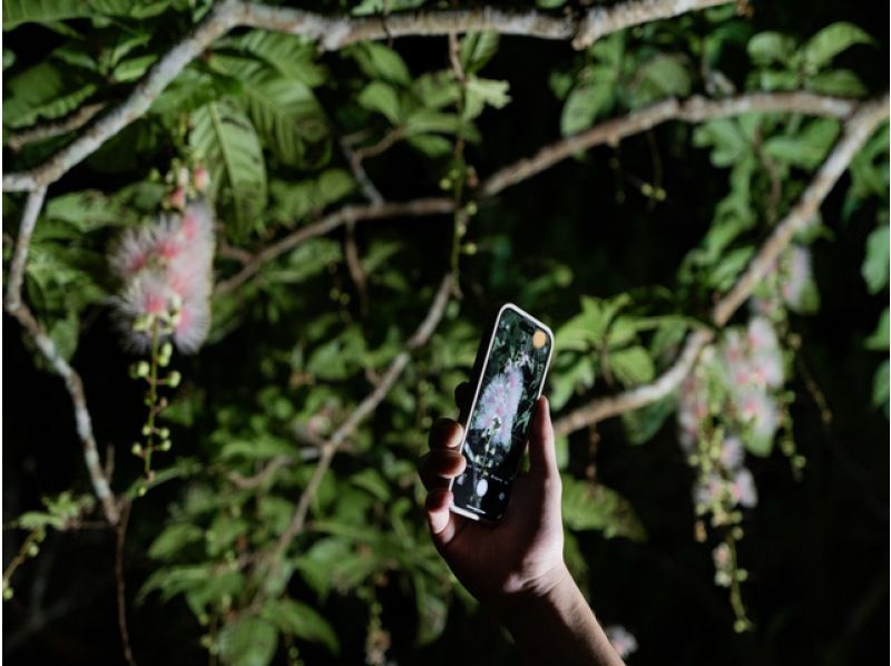 [Ishigaki Island/Night] Tour to see the mystical "one-night flower" Sagaribana (Barringtonia arborescens) that withers overnight [April to August only] ★Applications accepted on the day★の紹介画像
