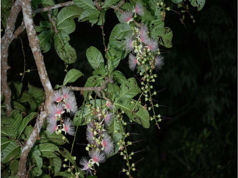 [Ishigaki Island/Night] Tour to see the mystical "one-night flower" Sagaribana (Barringtonia arborescens) that withers overnight [April to August only] ★Applications accepted on the day★の紹介画像