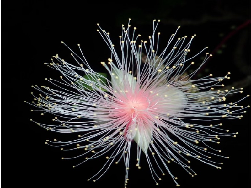 [Ishigaki Island/Night] Tour to see the mystical "one-night flower" Sagaribana (Barringtonia arborescens) that withers overnight [April to August only] ★Applications accepted on the day★の紹介画像
