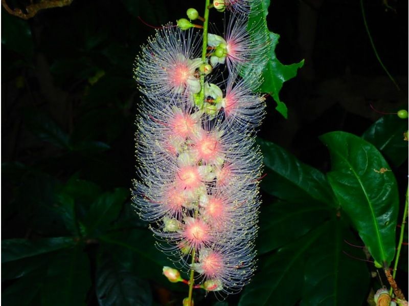 [Ishigaki Island/Night] Tour to see the mystical "one-night flower" Sagaribana (Barringtonia arborescens) that withers overnight [April to August only] ★Applications accepted on the day★の紹介画像