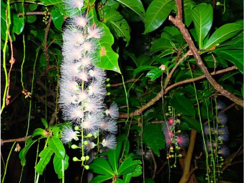 [Ishigaki Island/Night] Tour to see the mystical "one-night flower" Sagaribana (Barringtonia arborescens) that withers overnight [April to August only] ★Applications accepted on the day★の紹介画像