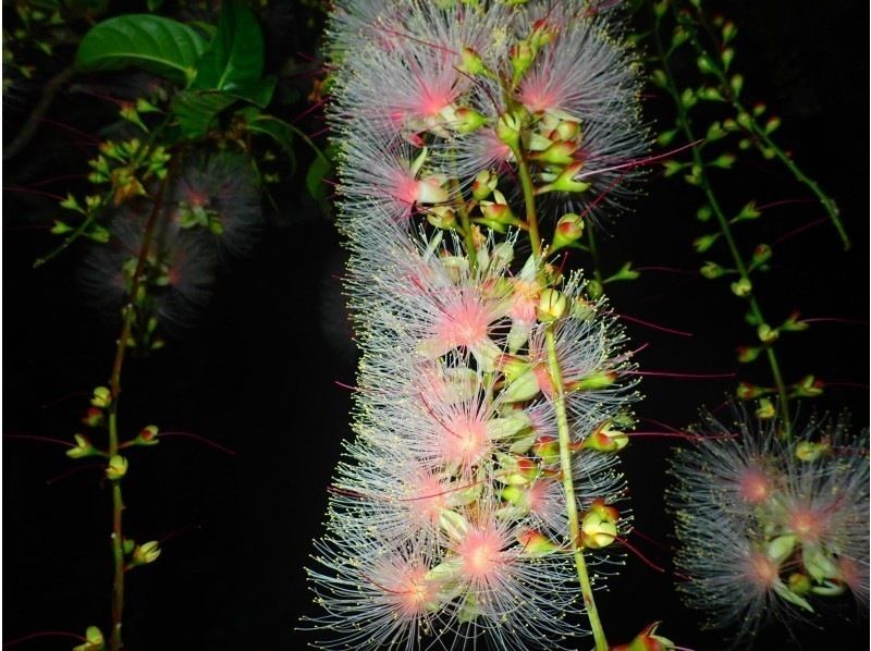 [Ishigaki Island/Night] Tour to see the mystical "one-night flower" Sagaribana (Barringtonia arborescens) that withers overnight [April to August only] ★Applications accepted on the day★の紹介画像