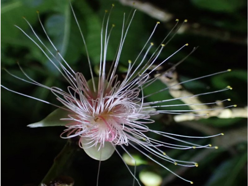 [Ishigaki Island/Night] Tour to see the mystical "one-night flower" Sagaribana (Barringtonia arborescens) that withers overnight [April to August only] ★Applications accepted on the day★の紹介画像