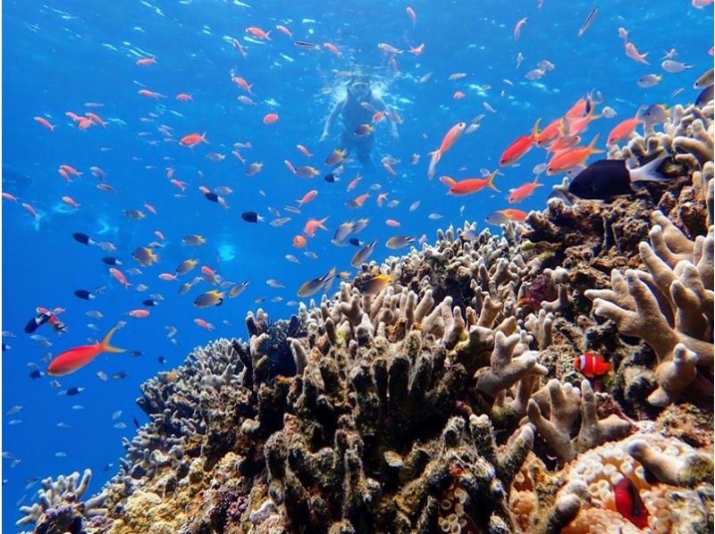 【石垣ブルーを満喫 ウミガメ99.9継続中】青の洞窟＆星砂・クマノミ・お魚たちとシュノーケル！《写真・器材・送迎無料》