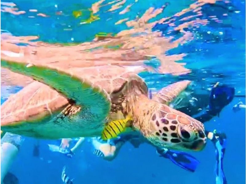【石垣ブルーを満喫 ウミガメ99.9継続中】青の洞窟＆星砂・クマノミ・お魚たちとシュノーケル！《写真・器材・送迎無料》