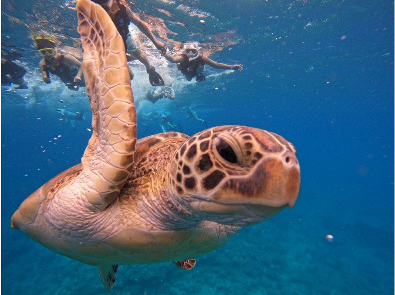 【石垣ブルーを満喫 ウミガメ99.9継続中】青の洞窟＆星砂・クマノミ・お魚たちとシュノーケル！《写真・器材・送迎無料》