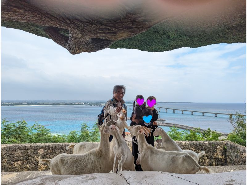 【沖縄・宮古島／来間島】島人けんちゃん＆ヤギたちと来間島をさんぽしようの紹介画像