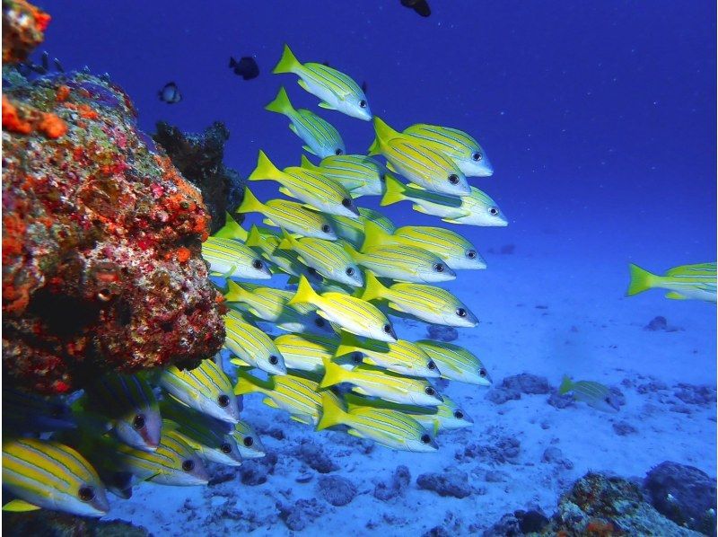 【水納島・瀬底島】 ボートファンダイビング2本　(ライセンス所持者) 写真・動画無料プレゼント