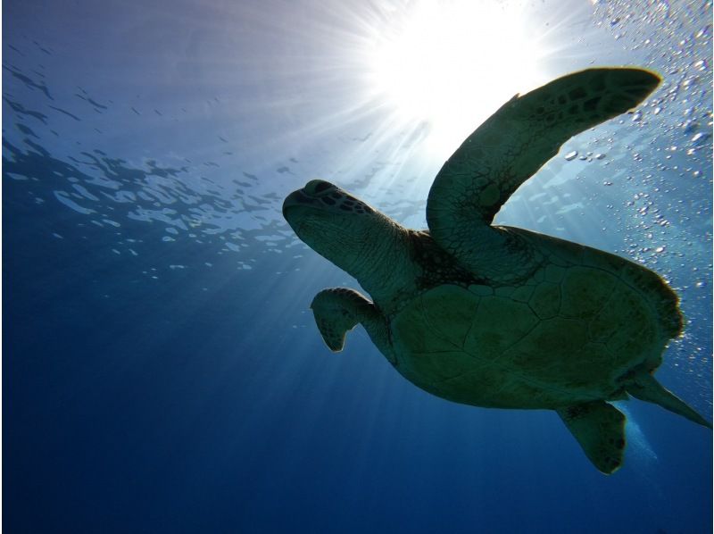 【水納島・瀬底島】 ボートファンダイビング2本　(ライセンス所持者) 写真・動画無料プレゼント