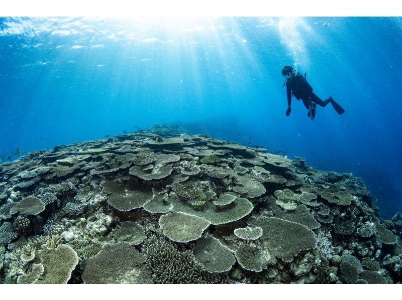 【水納島・瀬底島】 ボートファンダイビング2本　(ライセンス所持者) 写真・動画無料プレゼントの紹介画像