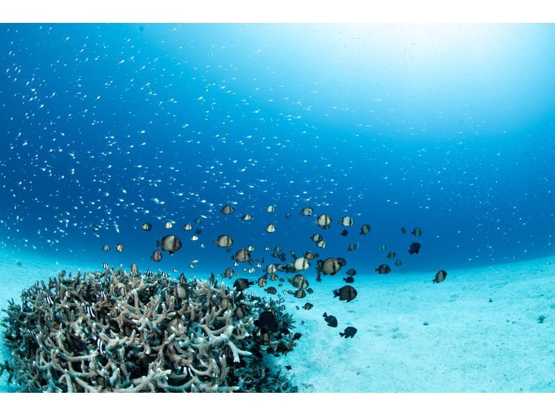 【水納島・瀬底島】 ボートファンダイビング2本　(ライセンス所持者) 写真・動画無料プレゼント