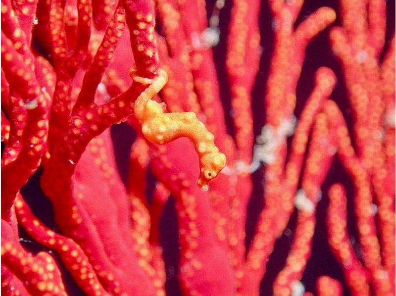 【水納島・瀬底島】 ボートファンダイビング2本　(ライセンス所持者) 写真・動画無料プレゼント