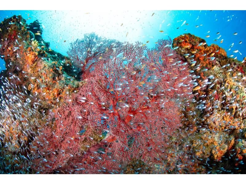 【水納島・瀬底島】 ボートファンダイビング2本　(ライセンス所持者) 写真・動画無料プレゼントの紹介画像