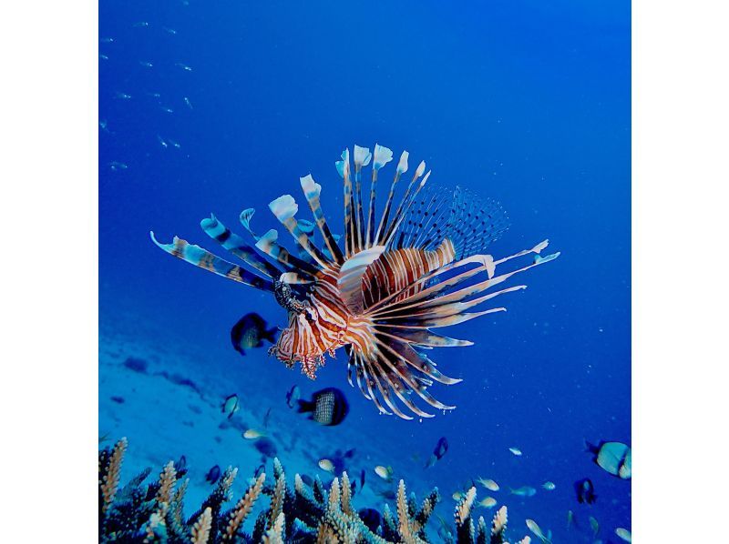【水納島・瀬底島】 ボートファンダイビング2本　(ライセンス所持者) 写真・動画無料プレゼントの紹介画像