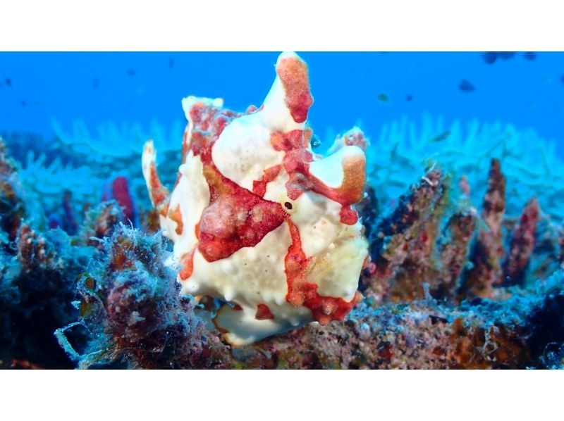 【水納島・瀬底島】 ボートファンダイビング2本　(ライセンス所持者) 写真・動画無料プレゼントの紹介画像