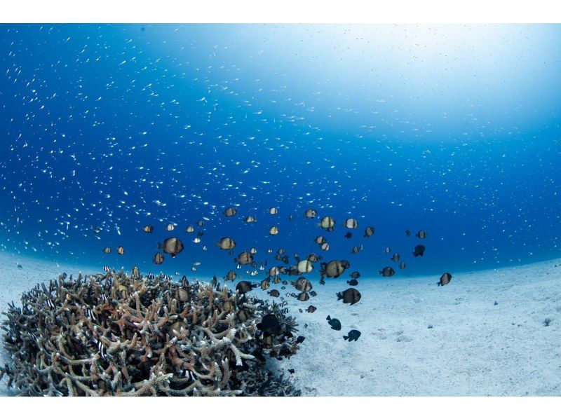 【水納島・瀬底島】 ボートファンダイビング2本　(ライセンス所持者) 写真・動画無料プレゼントの紹介画像