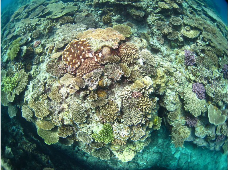 [Okinawa, Minna Island, Sesoko Island] Come empty-handed and enjoy a private boat diving experience with one guide! Excellent visibility! Relax with the coral and white sand!の紹介画像