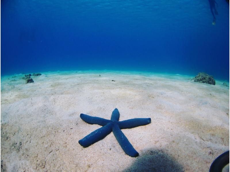 "SALE!" [Okinawa, Minna Island, Sesoko Island] Come empty-handed and enjoy a private boat diving experience with one guide! Excellent visibility! Relax with the coral and white sand!の紹介画像