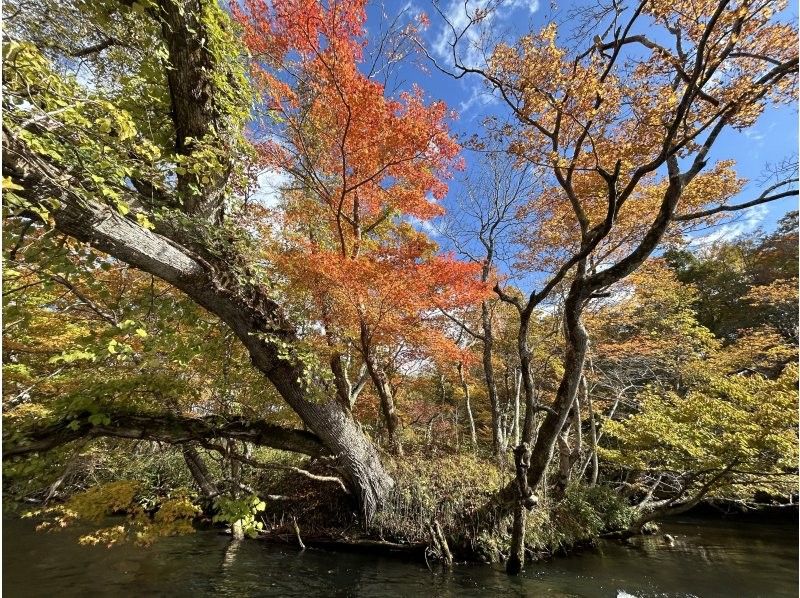 【北海道・千歳川】《カナディアンカヌー　標準コース》鮭の遡上シーズン到来！豊かな森を流れる透明度の高い千歳川をカヌーで優雅に下ろう！の紹介画像