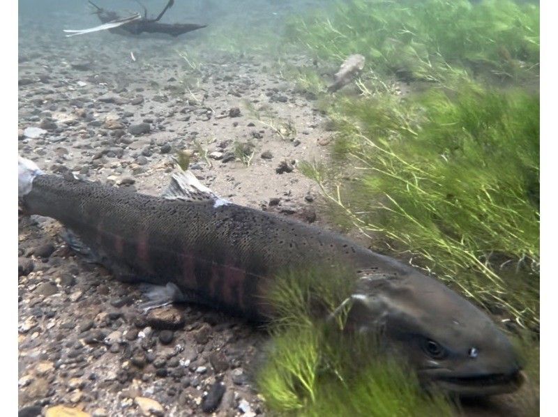 【北海道・千歳川】《カナディアンカヌー　標準コース》鮭の遡上シーズン到来！豊かな森を流れる透明度の高い千歳川をカヌーで優雅に下ろう！の紹介画像