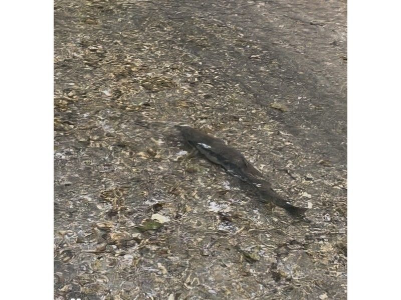 【北海道・千歳川】《カナディアンカヌー　標準コース》鮭の遡上シーズン到来！豊かな森を流れる透明度の高い千歳川をカヌーで優雅に下ろう！の紹介画像