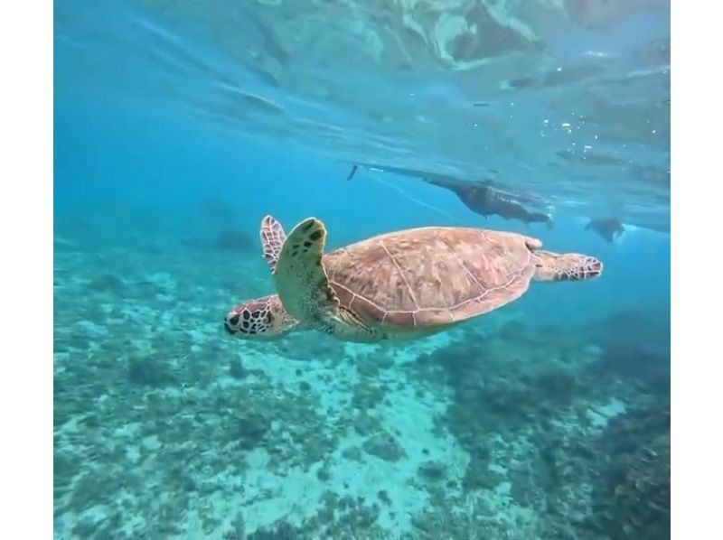 【鹿児島県・奄美市】　奄美大島ウミガメシュノーケルツアー、ショップ前ビーチで階段下りたらそこがポイント！サップボード牽引で泳ぎ苦手でもOKの紹介画像